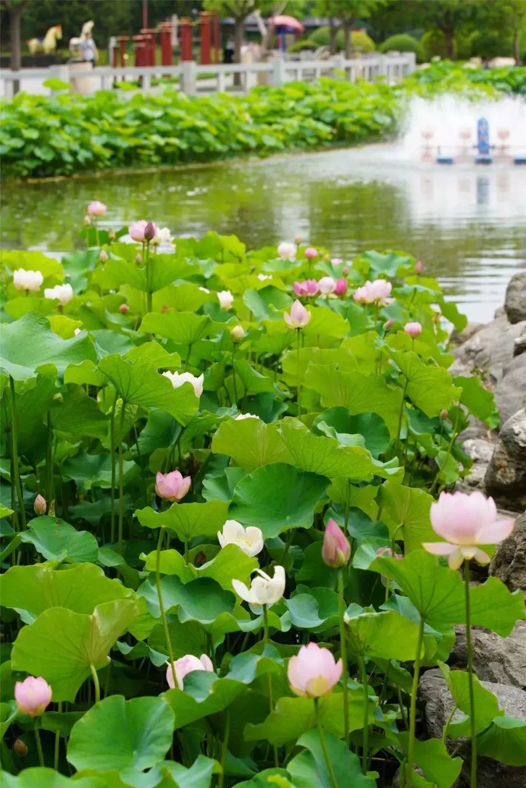 小荷已露尖尖角！陕西这5个清新荷塘雨中沁香，朦胧又诗意~