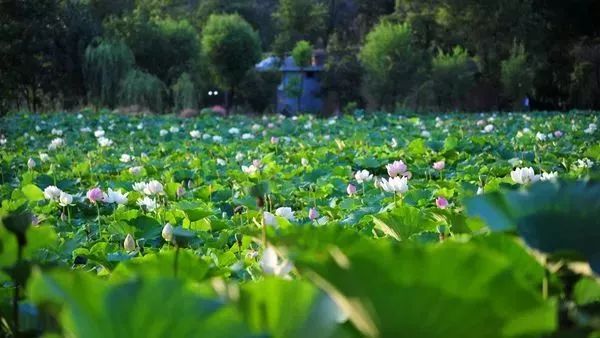 小荷已露尖尖角！陕西这5个清新荷塘雨中沁香，朦胧又诗意~