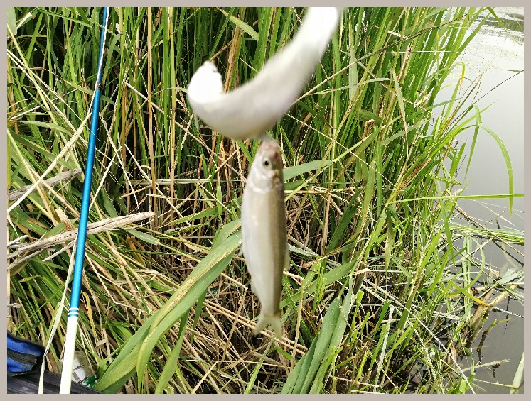 狂拉餐条,狂拉餐条鱼视频