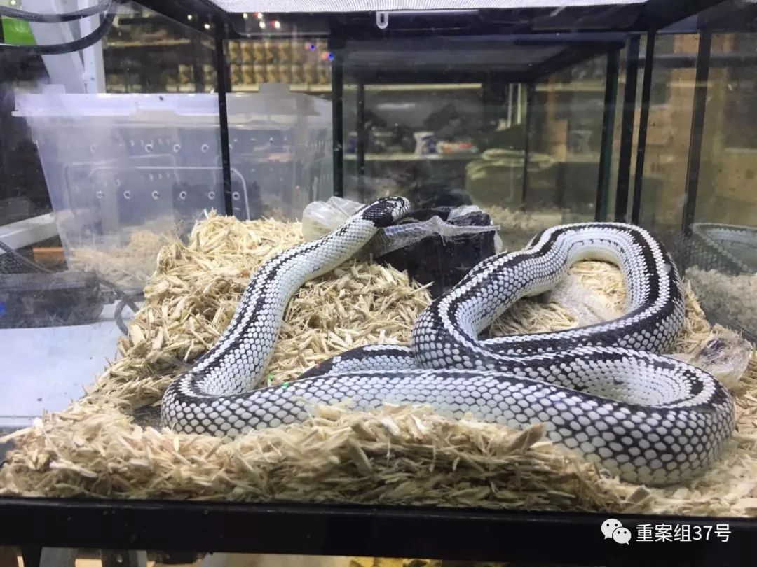 2000元巨蜥与10年刑期，爬宠圈商机背后涉法之争