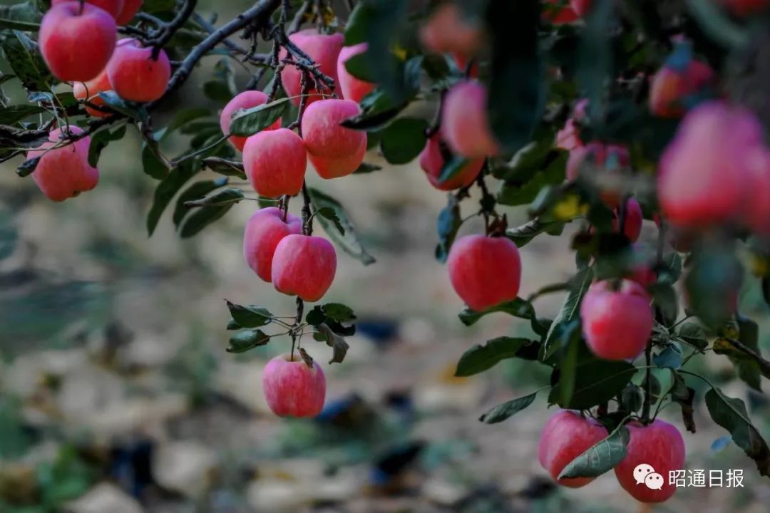 苹果之城是指哪个城市,苹果之城是哪里