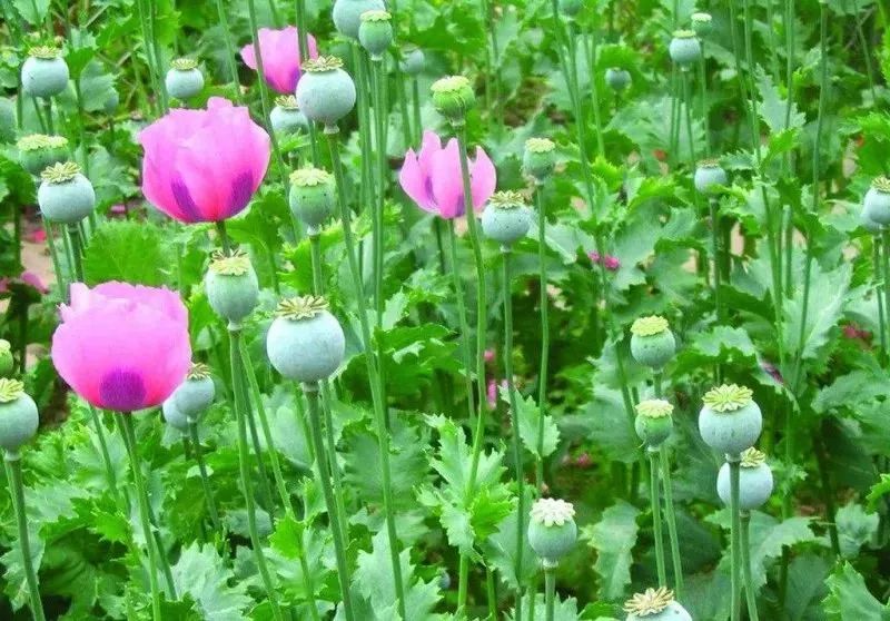 远离*品毒**|青少年如何防止吸毒？这些你不可不知的禁毒知识！