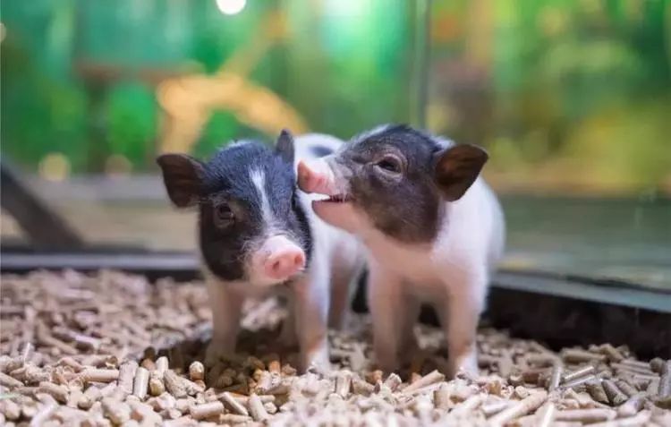 普通门票疯狂动物城,假期打卡疯狂动物城