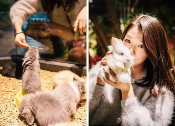 普通门票疯狂动物城,假期打卡疯狂动物城