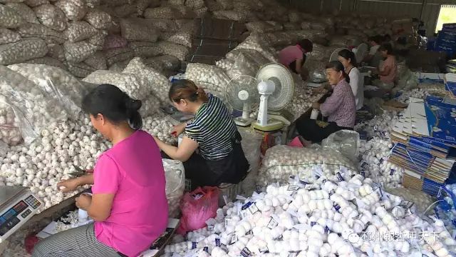 今天，人民网聚焦邳州：小蒜头撬动百亿级大产业