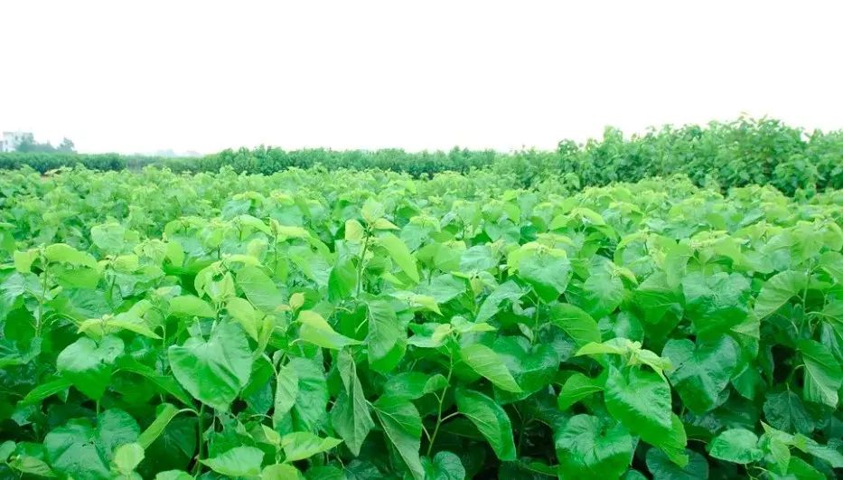 闪购|蚕丝被都能水洗了，还有什么理由不入一条呢？