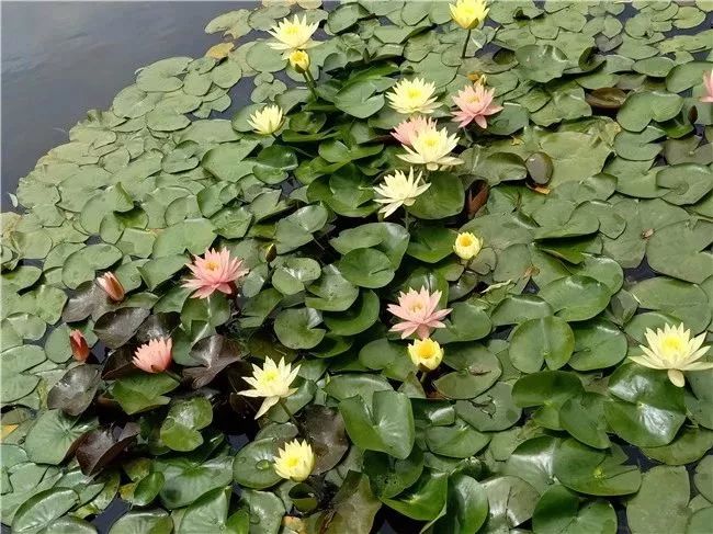 丽江睡莲旅游攻略,国家植物园睡莲娇艳绽放