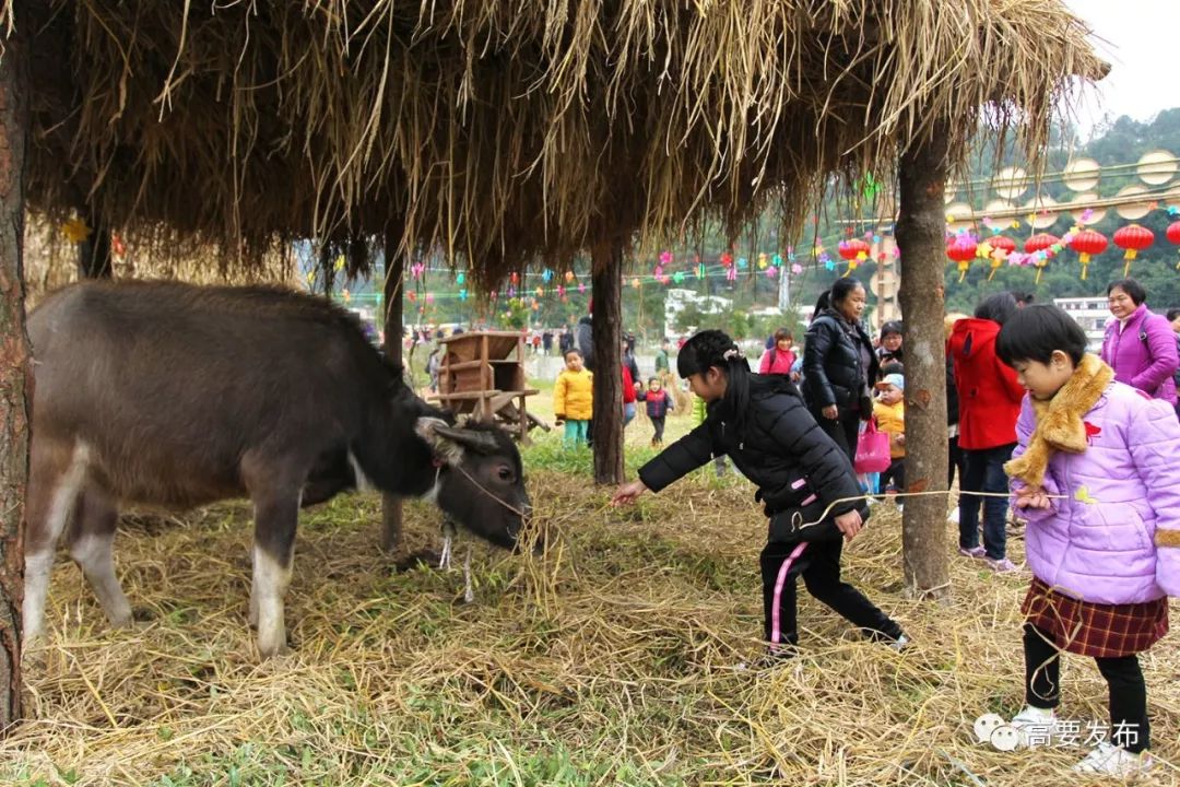 德庆乡村马拉松报名查询,广东德庆第二届乡村马拉松
