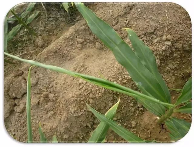 玉米最近发生的大事,玉米出事了怎么回事