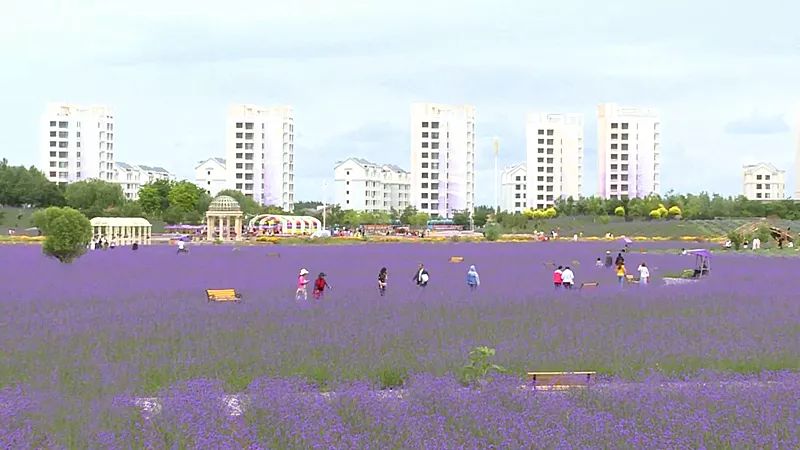 紫金苑风光无限,紫金苑景区花海