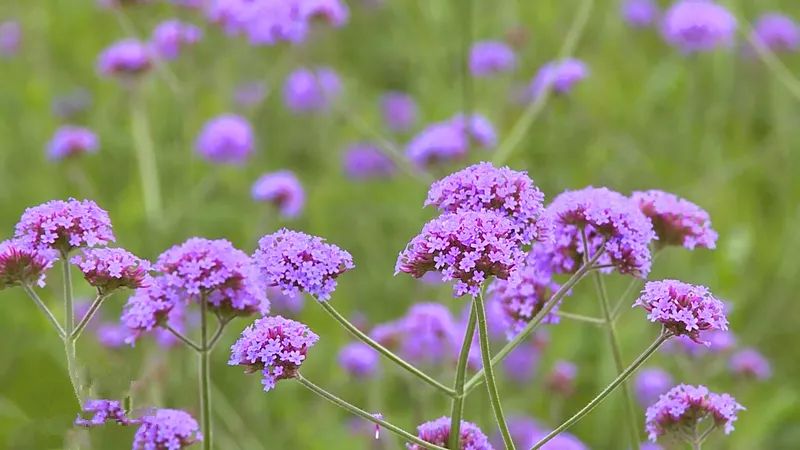 紫金苑风光无限,紫金苑景区花海