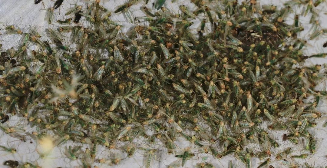 见到灯光乱飞的大虫子,见到光就飞过来的虫子怎么去除