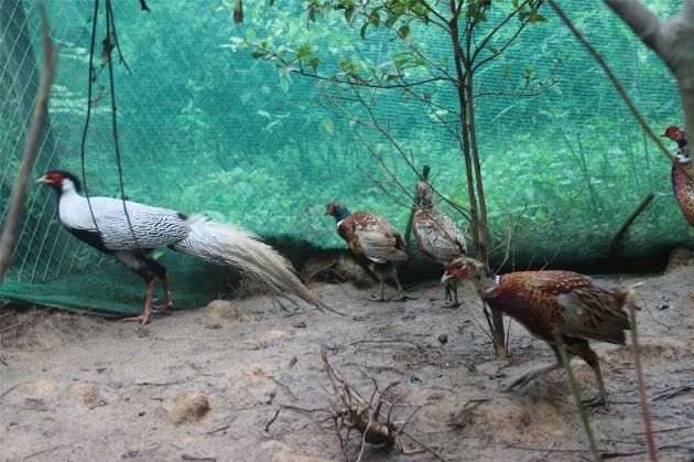 农村创业七彩山鸡养殖,养殖七彩山鸡致富经视频