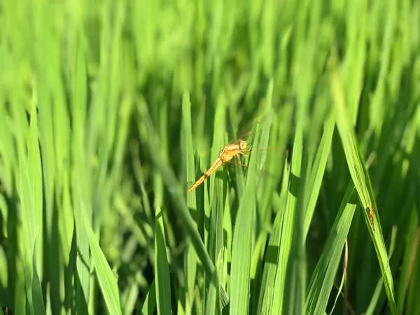 团结乡核桃箐五彩稻田,五彩田园捉鱼