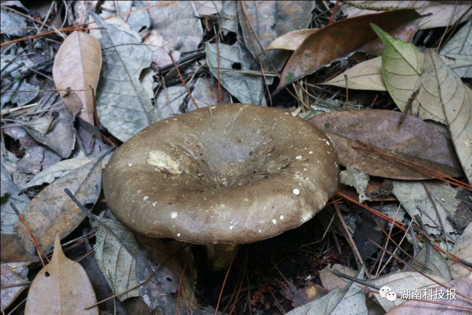 误食毒蘑菇的症状,误食毒蘑菇临床表现