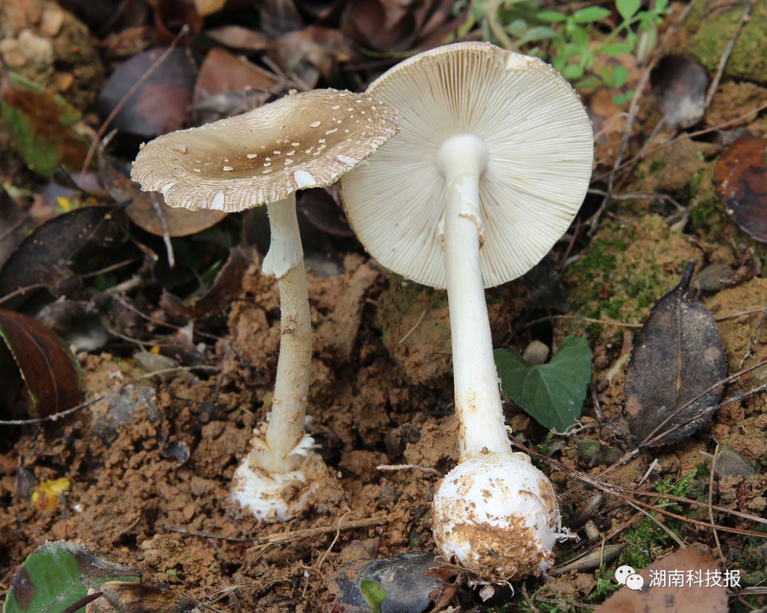 误食毒蘑菇的症状,误食毒蘑菇临床表现