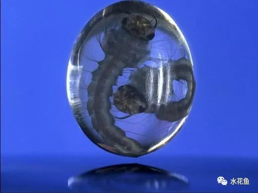 水中常见的藻类微生物图片,藏在水下的生物