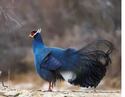 什么是张掖文案,什么是甘肃省