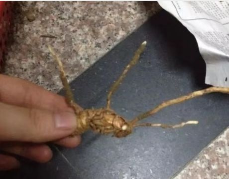 都在夏天发病！宁波夫妇相继呕吐全身抖动！只因喝了这种汤