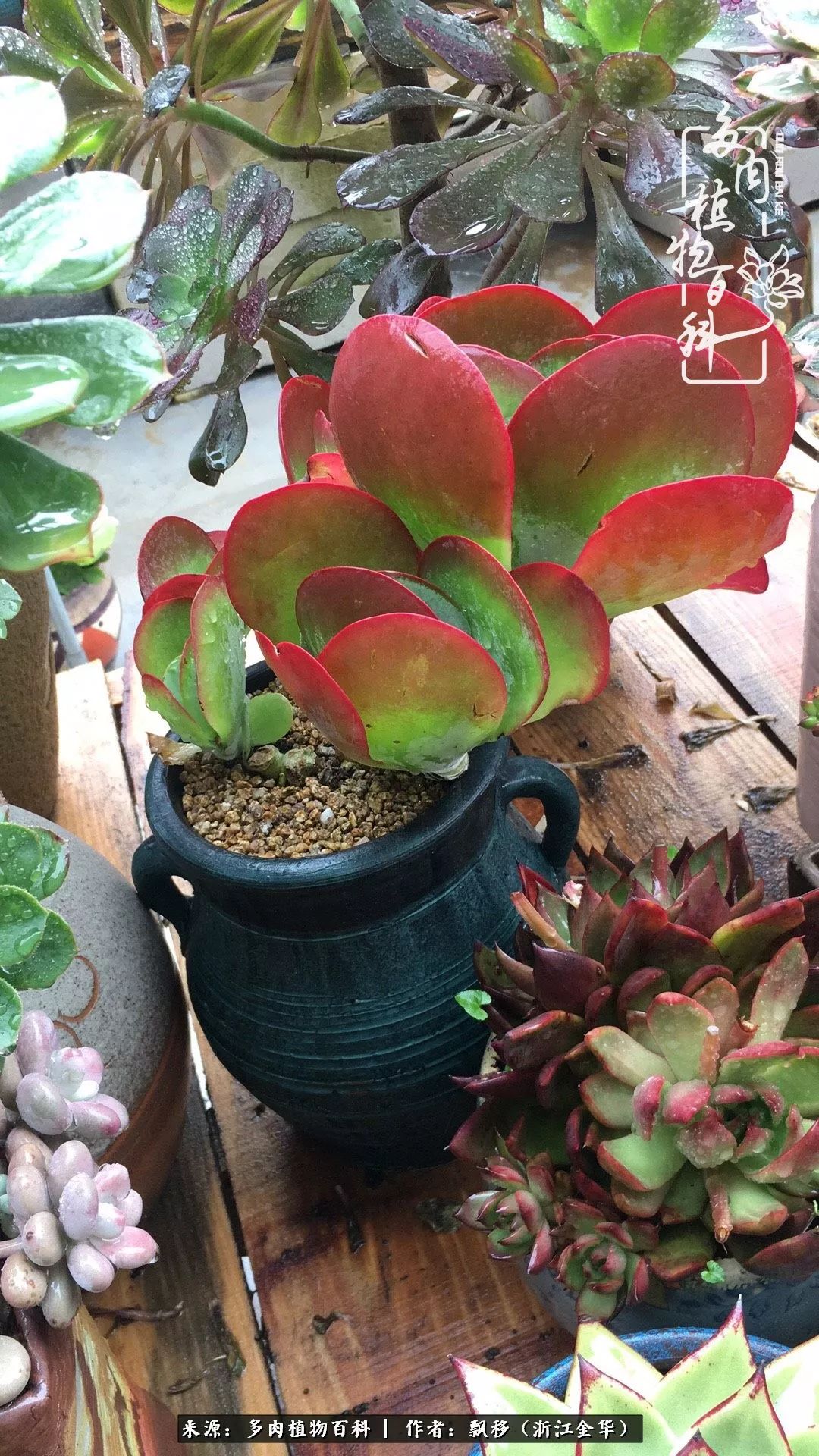 魅力无限的法师诱惑：我的灿烂，由你决定