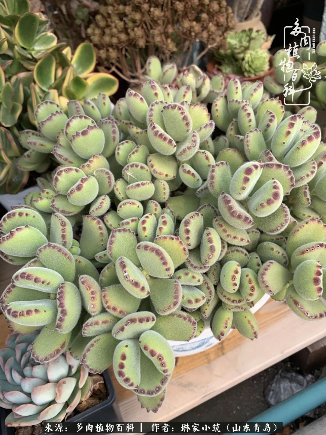 夏天已过一半你们的多肉还好吗,夏天已过半