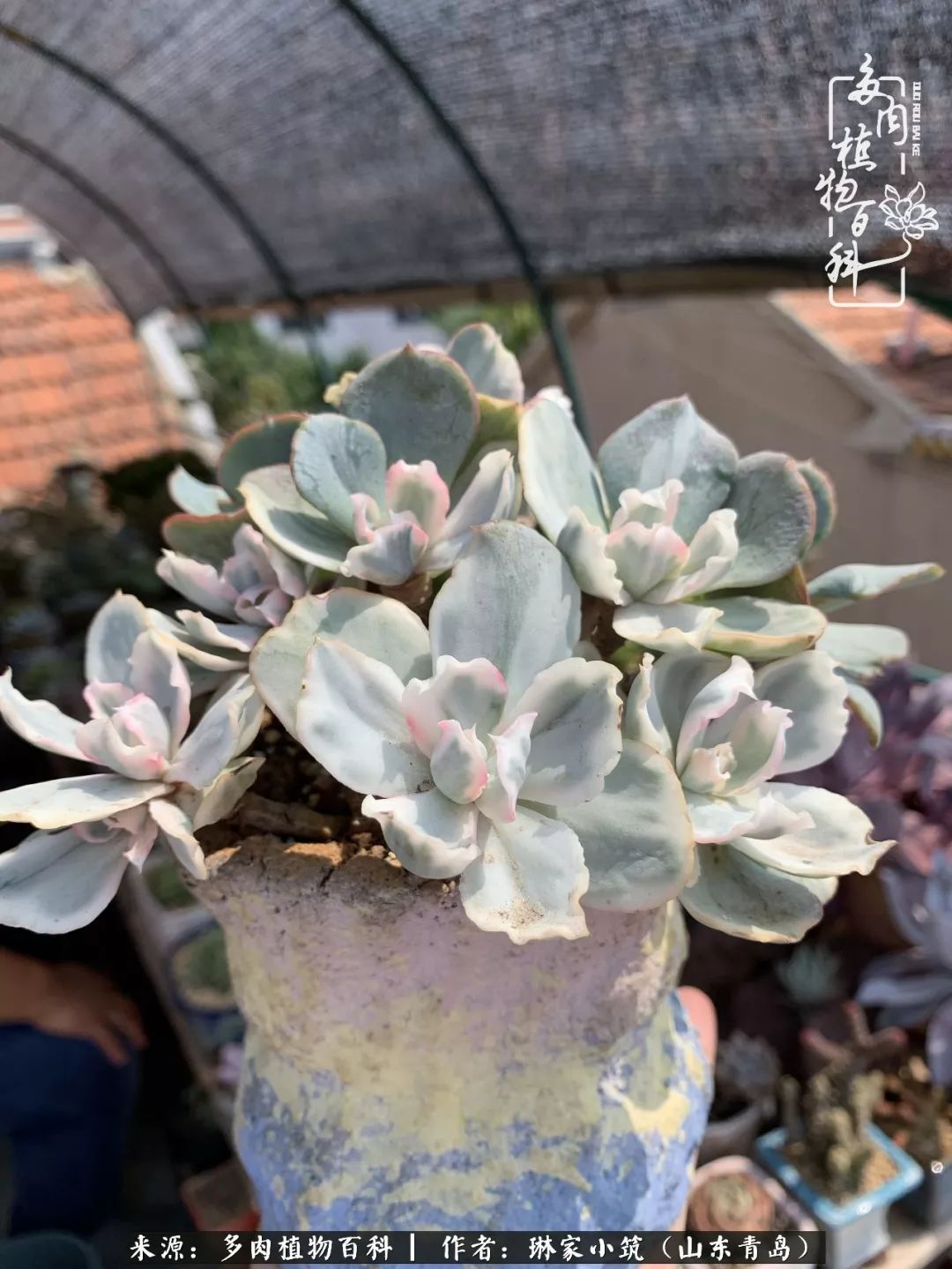 夏天已过一半你们的多肉还好吗,夏天已过半