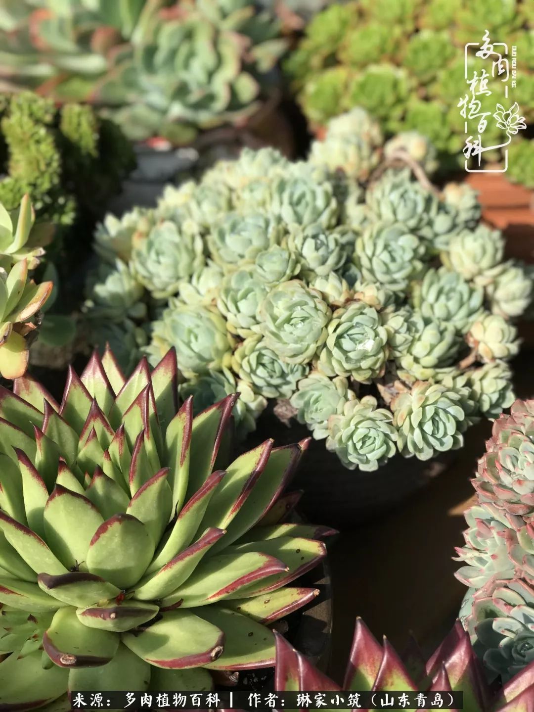 夏天已过一半你们的多肉还好吗,夏天已过半