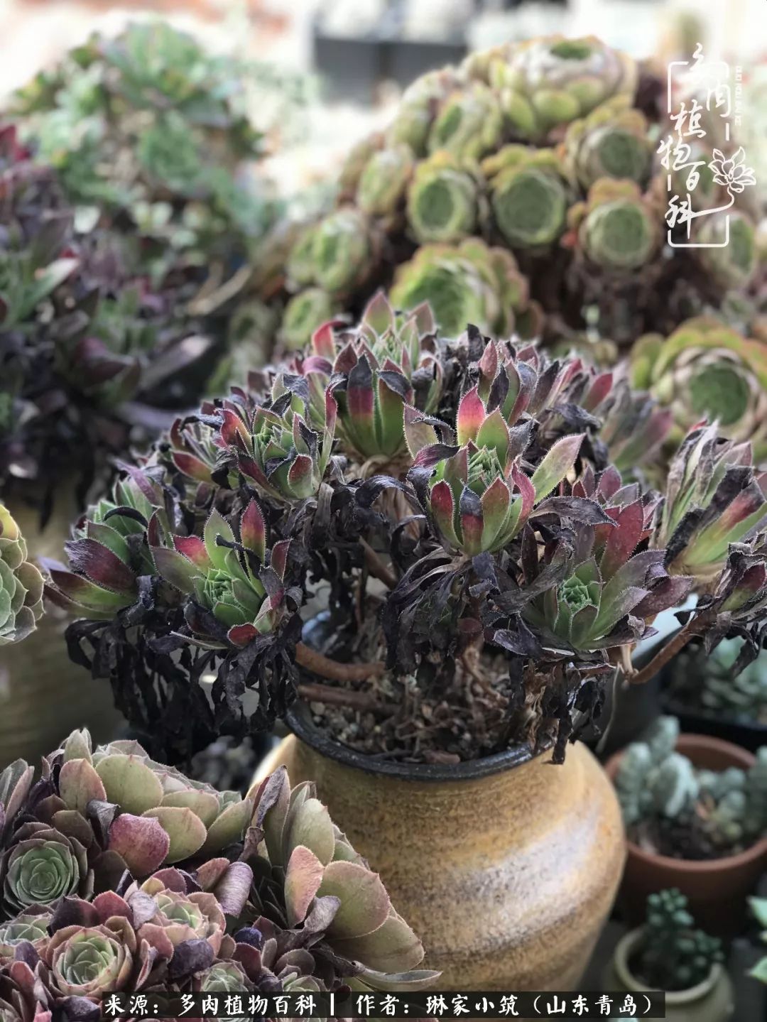 夏天已过一半你们的多肉还好吗,夏天已过半