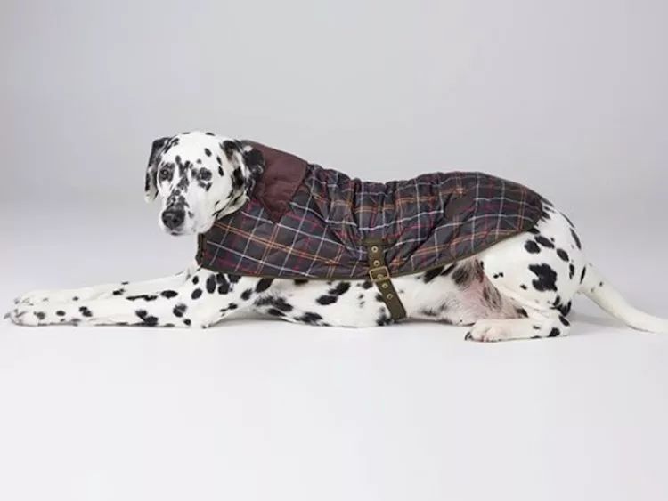 穿西装的宠物狗走路,穿moncler的男生