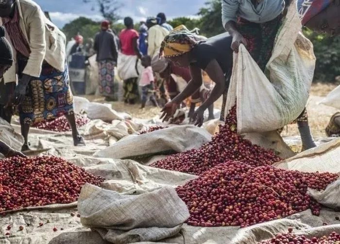 耶加雪菲咖啡为什么叫耶加雪菲,正宗的耶加雪菲