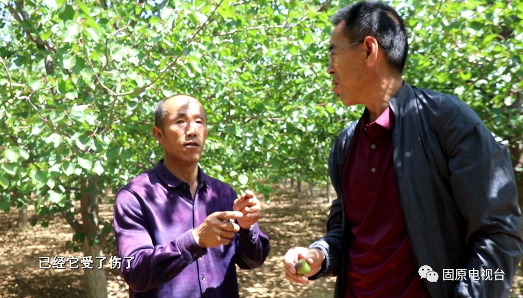 红梅杏的产地在哪里,红梅杏名字的由来