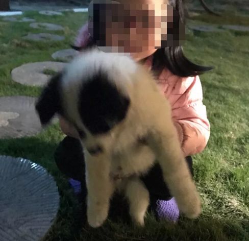 刚刚！警方公布9岁女孩章子欣的死因！两租客有携女孩一起自杀的动机