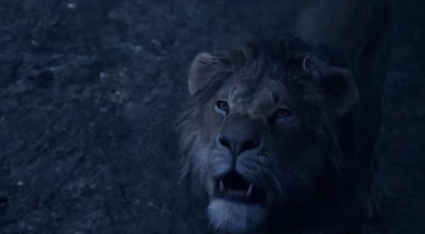 现实版狮子王比想象的更残酷,狮子王真狮版狮王之死