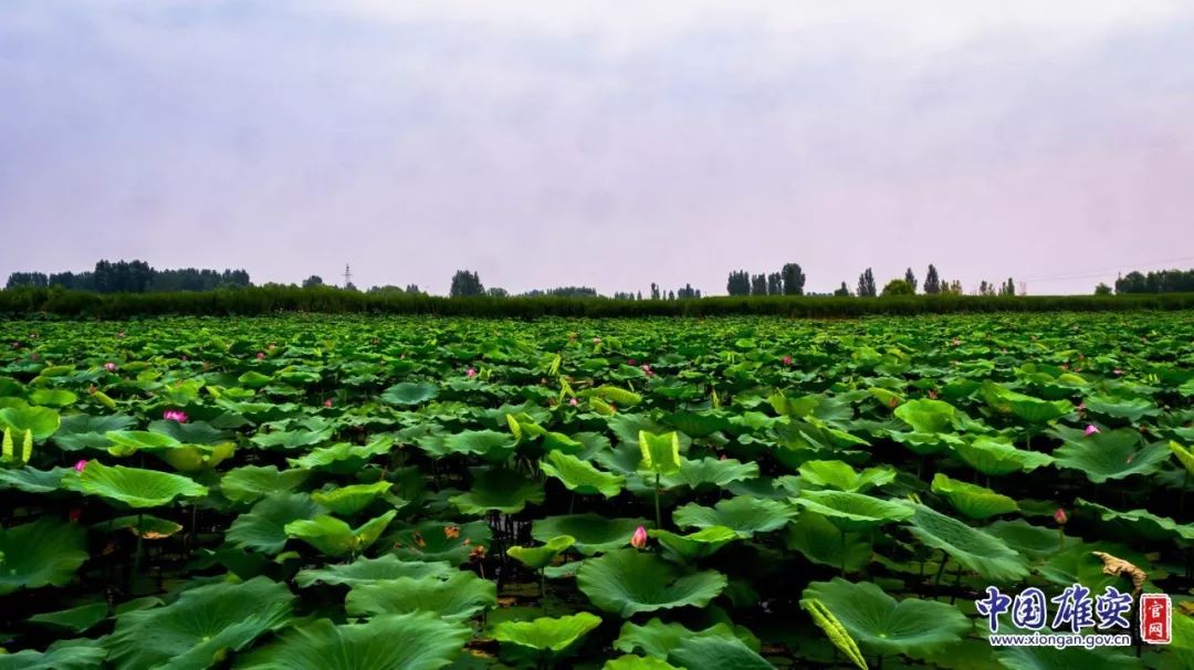 遇见·雄安｜七月错过白洋淀，你可就错过了整个北方的夏天！