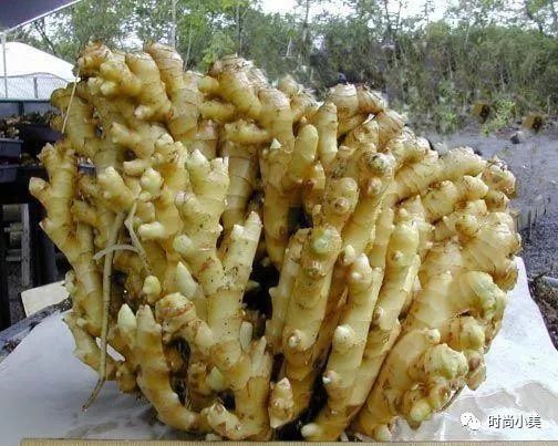 盆栽种姜的正确方法和步骤,家庭盆栽生姜选什么生姜种好