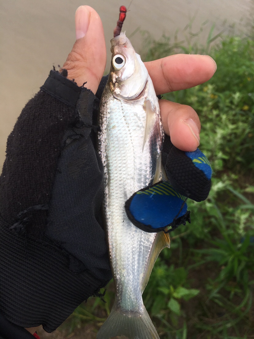 崇明钓昂刺,崇明岛野钓昂刺鱼