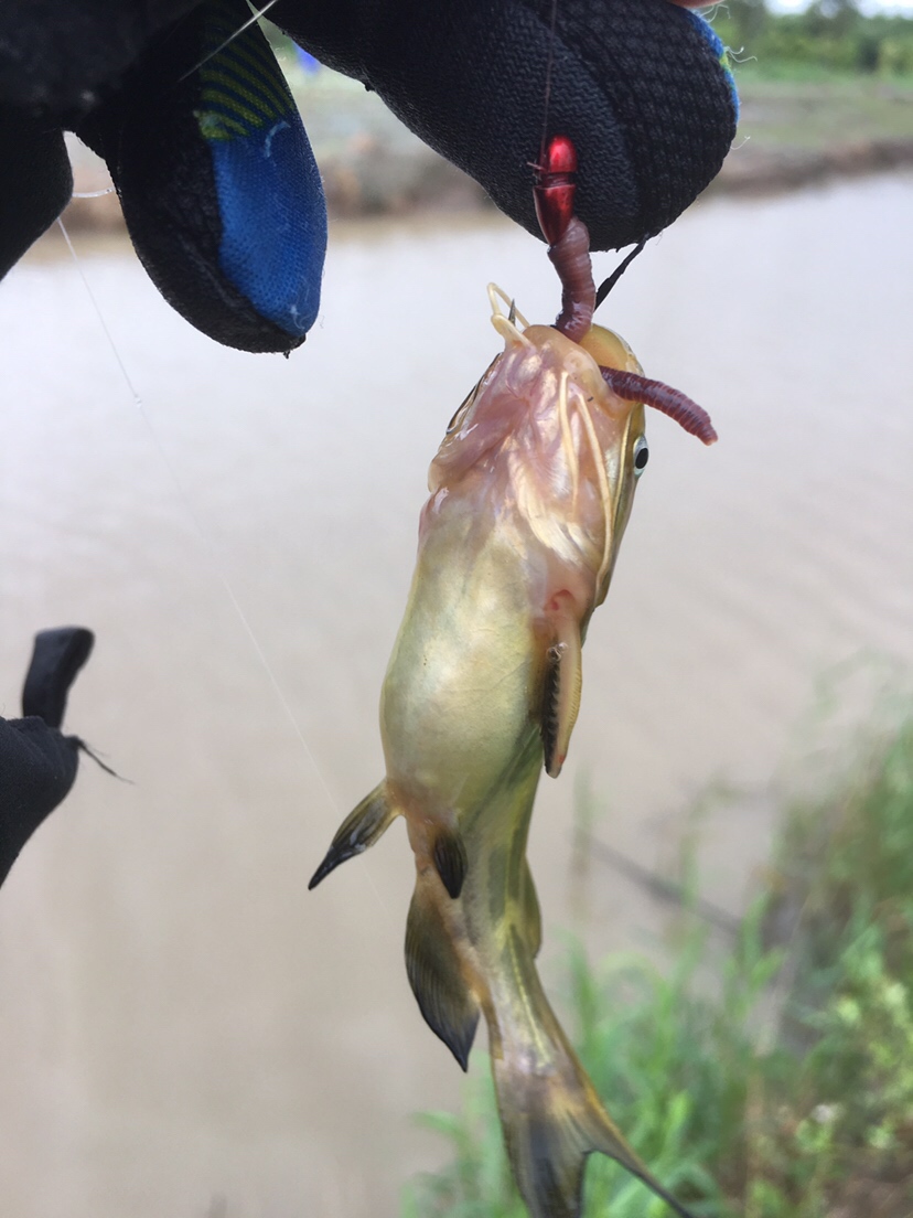 崇明钓昂刺,崇明岛野钓昂刺鱼