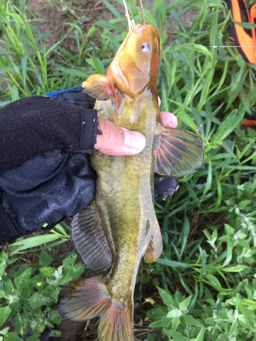 崇明钓昂刺,崇明岛野钓昂刺鱼