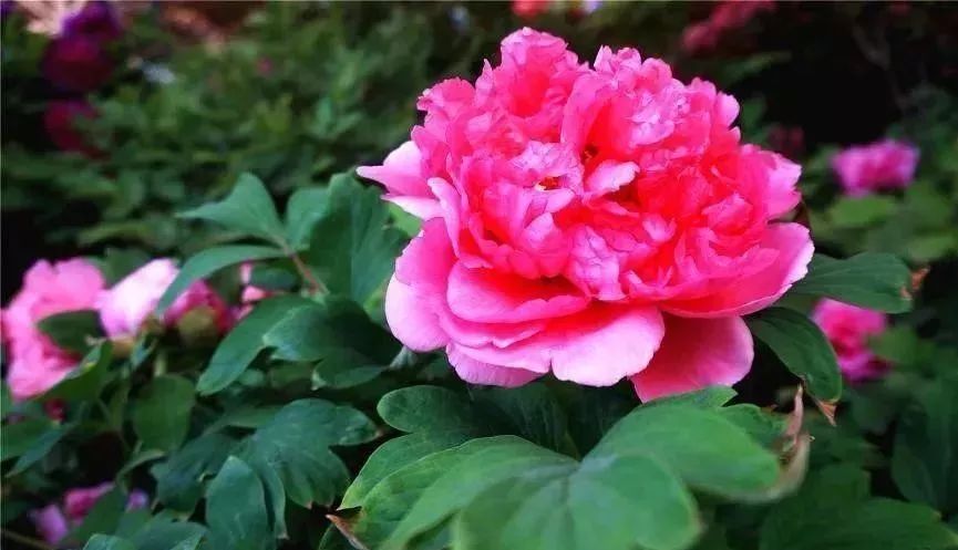 人大代表提议牡丹为国花,建议将牡丹确定为国花