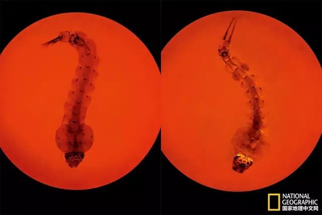 北极蚊子都泛滥了，咱被咬两口就别哭了