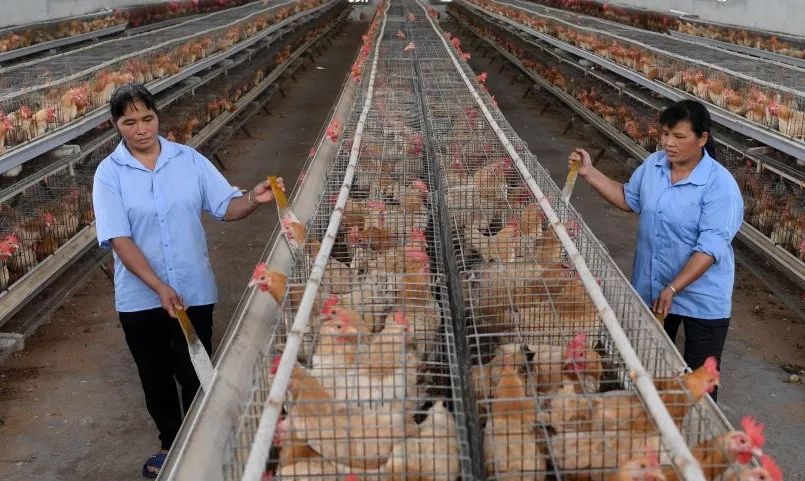 农业农村部摸底调查“三区三州”深贫区特色农产品，两次点到四川的这个地方