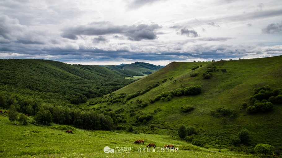 这个夏天来塞罕坝看看吧,坝上草原森林