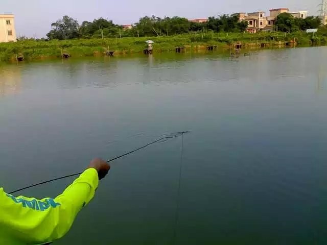 罗非的正确吃饵方法,钓罗非的心得和经验