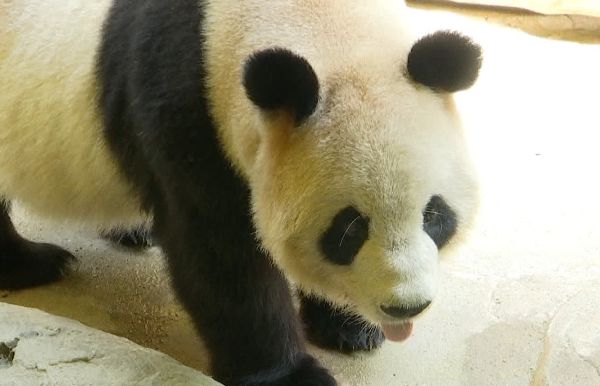 娴锋磱鍔ㄧ墿閬挎殤绂忓埄,鍔ㄧ墿閬挎殤楂樻俯绂忓埄