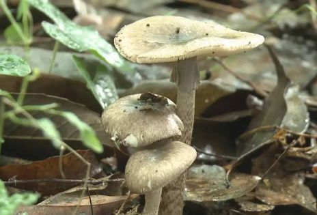 20天毒倒9个杭州人！这道菜别吃了！医生：暂无特效药，辨别难