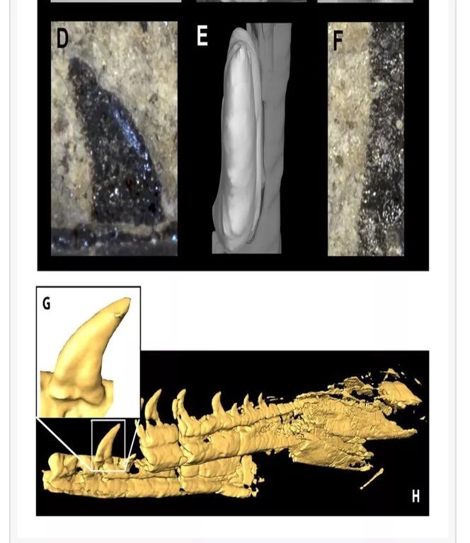 北美洲发现最古老的恐龙,6500万年前的北美洲恐龙