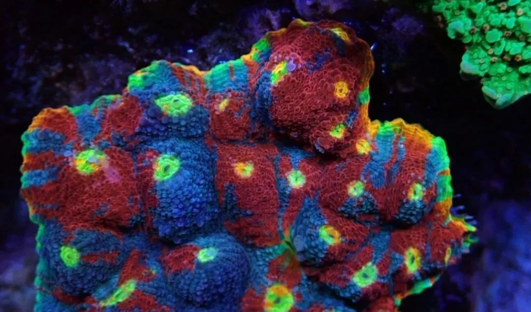 新开缸每天都有鱼死,新开缸鱼一直死