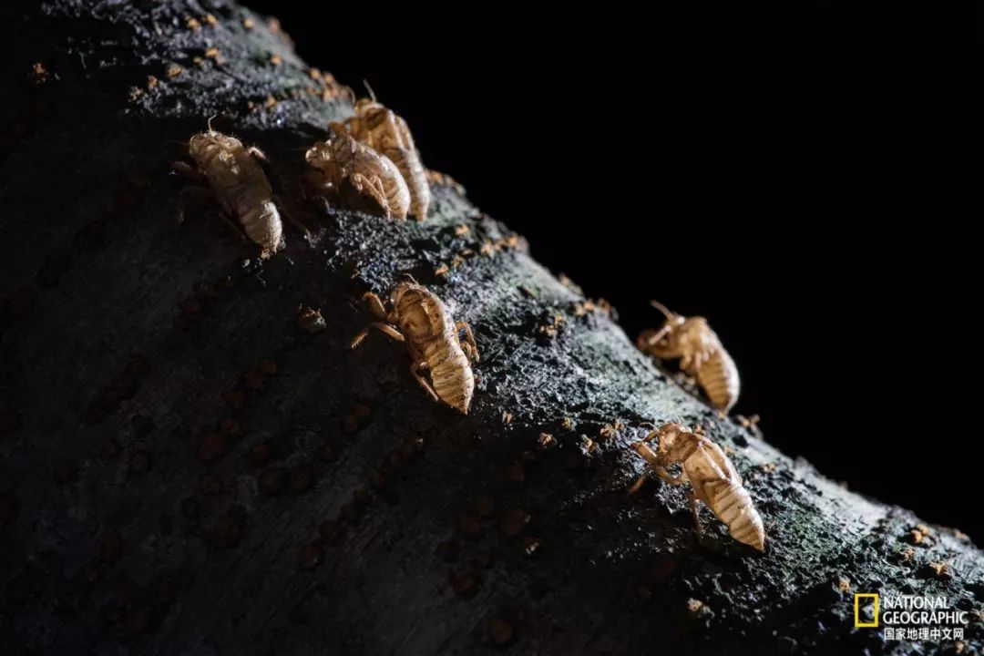 南京紫金山灵谷寺萤火虫,南京灵谷寺哪里可以看到萤火虫