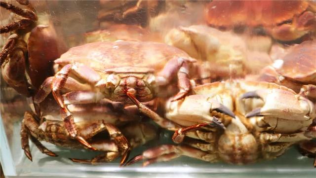 实拍！青岛第二家盒马来了，龙虾89/只、面包蟹98/只