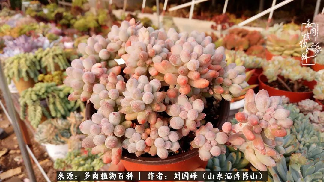 夏季多肉褪色前后对比,聊聊多肉夏季如何防护